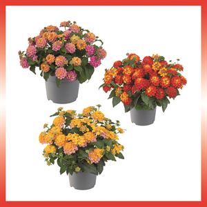 Bild von Ej Lantana P19 Divers